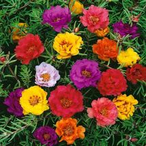 75 Moss Rose Portulaca Succulent Flower Long Lasting Mix Annual Seeds - £13.86 GBP