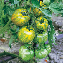 HSeeds 50 Seeds Green Zebra Tomato Heirloom Tomatoes Juicy Vegetable Garden - £4.15 GBP