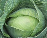 200 Late Flat Dutch Cabbage Seeds Cabbage Wraps Non GmoHeirloom Fast Shi... - $8.99