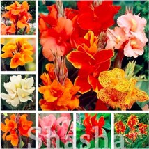 Canna Lily Seeds Mixed Garden USA Seller - £15.92 GBP