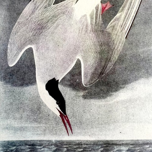 Arctic Tern Bird Lithograph 1950 Audubon Antique Art Print DWP6C - $13.50
