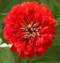 100 seeds Cherry Queen Zinnia Quick to Plant Heirloom Fast Garden Bloom - £6.28 GBP