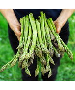 1000 Asparagus Seeds  Mary Washington - $19.38 CAD