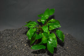 CRYPTOCORYNE WILLISI 1 POT -Freshwater Aquatic Live Plants SUPER PRICE !... - $5.93