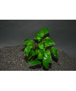 CRYPTOCORYNE WILLISI 1 POT -Freshwater Aquatic Live Plants SUPER PRICE !... - $5.93