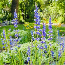 Penstemon Lavender Flower Seeds Heirloom  Fresh Harvest From US  - $7.25