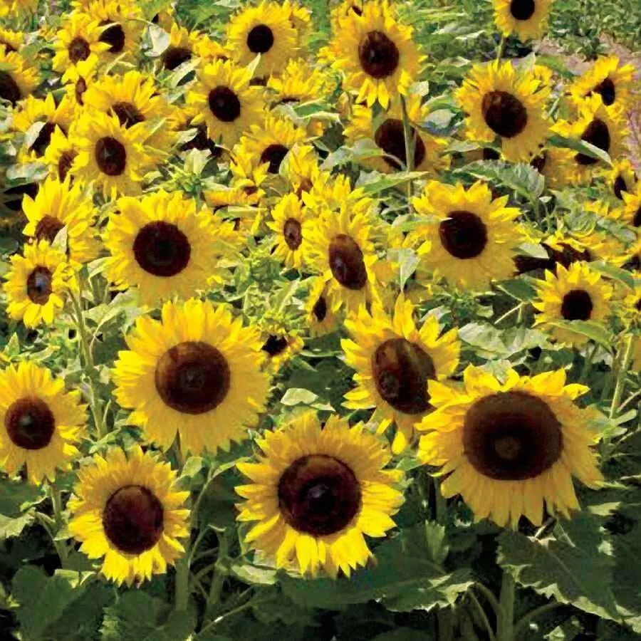 20 Seeds Sunflower Semi Dwarf Sunspot - £7.68 GBP