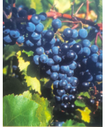 CONCORD GRAPE Vine 3 Gal. Plant Vines Vineyard Plants Healthy Grapes FRE... - €45,79 EUR CONCORD GRAPE Vine 3 Gal. Plant Vines Vineyard Plants Healthy Grapes FRE... - €45,79 EUR