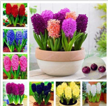 Color Mixing Hyacinth Easy Grow, Bonsai Plant for Home Garden(Not Hyacinth Seeds - £15.61 GBP