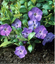 US Seller Exotic Periwinkle Seed Flower Mix Vinca Cover Behind House Jardin Bloo - £11.18 GBP