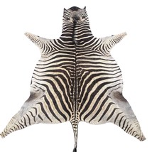 Real Zebra Skin Rug Hide # 51 Size:  8 X 6.7 feet Genuine Brown Striped ... - $1,214.94 CAD