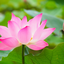 Pink Lotus Flower - 1 Seeds - $5.63