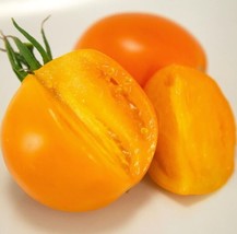 (4) Live Valencia Heirloom Tomato Plants.  Stout 4&quot; Tall Plants - £19.75 GBP