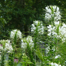 100 Super White Queen Cleome Flower Seeds Non-GMO - £5.24 GBP