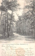 Lakewood New Jersey~A Drive Through The PINES~1906 Rotograph Photo Postcard - £5.18 GBP