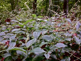 Woodland Knotweed 50 Seeds for Planting - Polygonum virginianum Jumpseed - $17.00