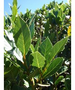 Live Plant - Laurus nobilis - &#39;Bay Leaf Tree&#39; - Bay Laurel or Sweet Bay - $29.00