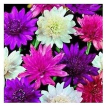 50 Xeranthemum Everylasting Flower Flower Seed Mix / Long Lasting Annual... - $15.07