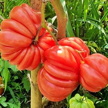 40 Mushroom Basket Tomato Seeds Fresh Seeds USA Shipping - $5.63 CAD