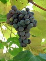 3 Packs - Concord Grape Vines - Fruit Vine - Bare Root - Garden - FREE SHIP - £53.50 GBP