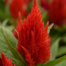 Celosia Seeds First Flame Scarlet 50 Pelleted Seeds   - $20.50