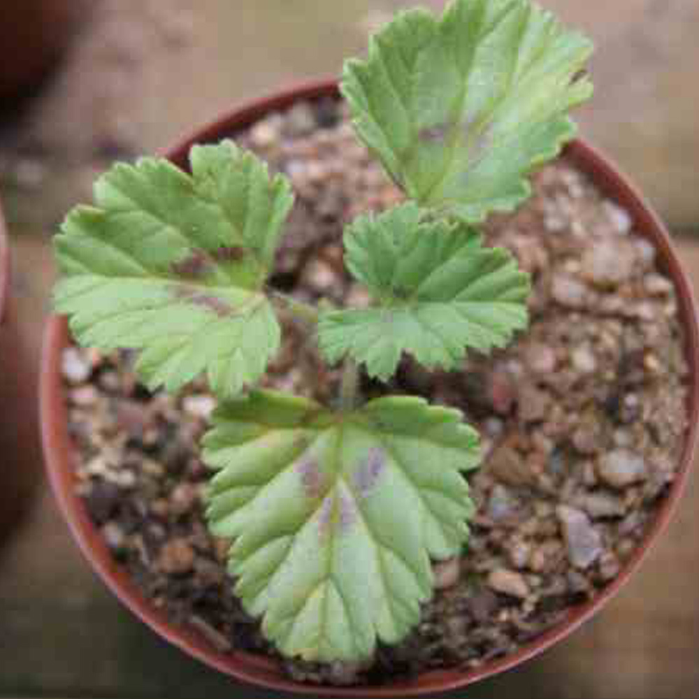 5Pcs Pelargonium Mollicomum Potted Plants Seeds Fresh USA Shipping - $38.64