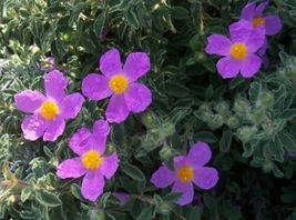 FROM US 20 Seeds Cistus Creticus Rock Rose GV18 - £31.49 GBP