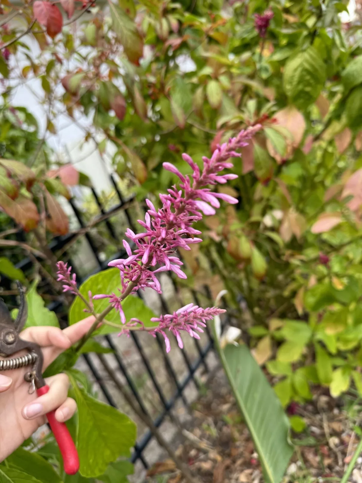 Lavender Firespike, Odontonema Cuspidatum Cardinal’s Guard Plant For Pol... - $22.00