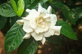 Gardenia Cape Jasmine White Flowers 20 Seeds, strong fragrant for home garden - £7.38 GBP