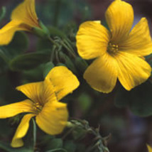 100 Seeds Oxalis Valdiviensis Fresh Seeds - £18.68 GBP