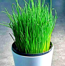 1000+ Seeds Chives Green Onion Spring Perennial NON-GMO Mosquito Repellent Herbs - £10.62 GBP