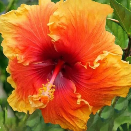 Yellow Orange Hibiscus 20 Seeds Perennial Flowers Seed Flower Fresh Garden - £9.37 GBP