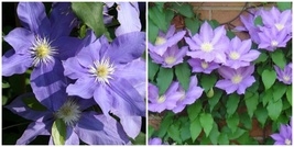 3 Clematis HF Young Live Plant in a 4 Inch Growers Pot Starter Plant - $135.99