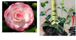 Starter Plant ( 4L ) ( 1 )- Grace Albritton Camellia Japonica - ( 1 live plant ) - $36.99