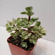 Rainbow Bush Succulent, 2 inch live plant, Variegated Portulacaria Afra - £7.91 GBP