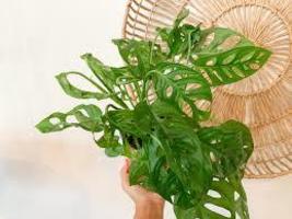 Philodendron Swiss Cheese, in 3&quot; Pot - £18.80 GBP