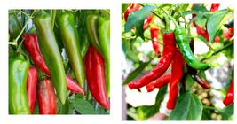 100+ Anaheim Chili Pepper Seeds Garden Vegetable Hot Spicy Salsa Free Shipping - £14.89 GBP