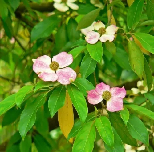 5 Flowering Pink Dogwood Tree Cornus Capitata Angustata Kousa Seeds Pack Garden - £8.61 GBP
