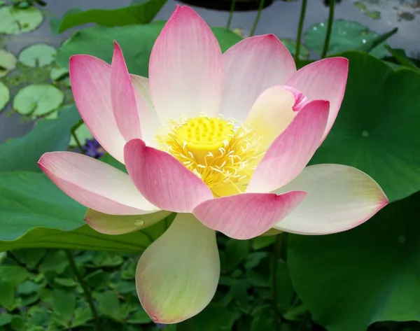 Nelumbo Nucifera Sacred Water Lotus 5 Seeds Garden - £23.52 GBP