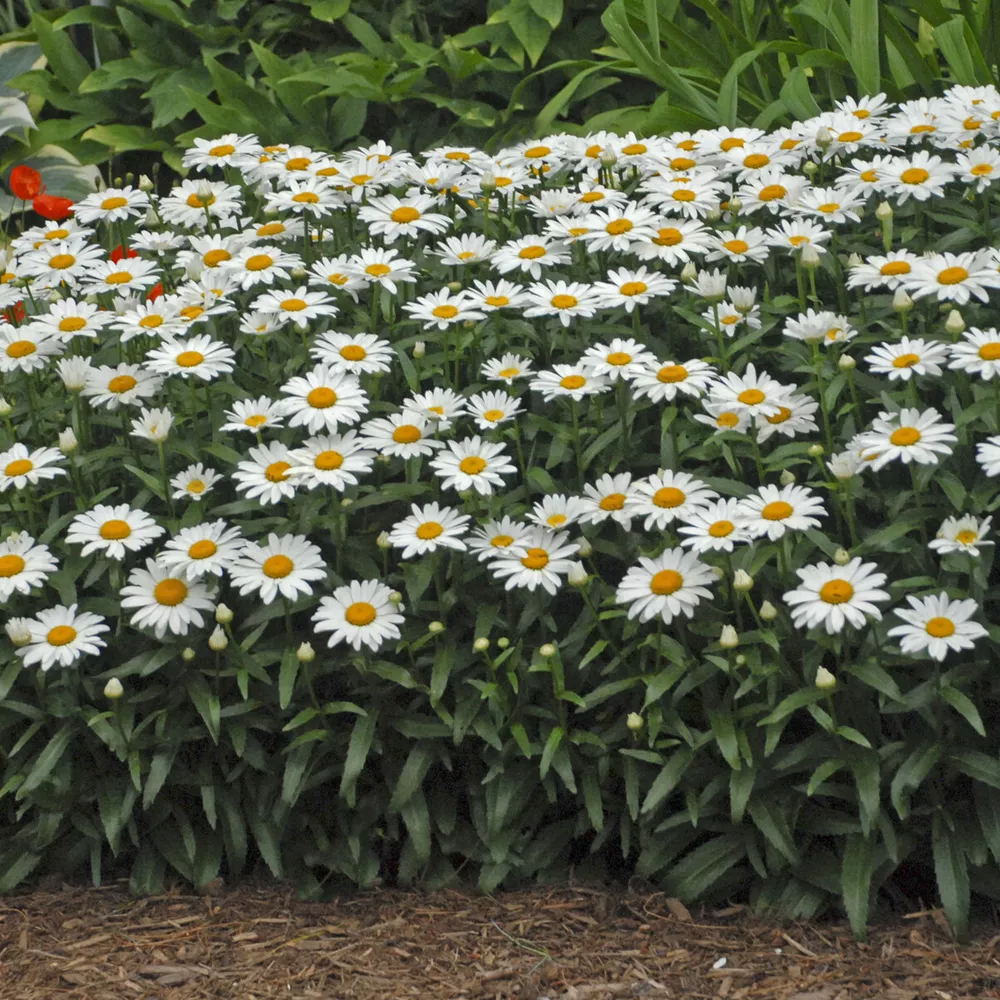 Chrysanthemum Snowcap Mum Leucanthemum Shasta 2.5 Inch Pot  - £19.94 GBP