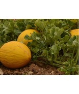 Amarillo Oro Melon 25 - 100 - 200 Seeds Winter Canary melon Yellow Gold - $2.17+