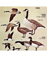 Goose &amp; Brant Varieties And Types 1966 Color Bird Art Print Nature ADBN1r - €17,37 EUR