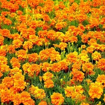 Marigold French Sparky Mix Seeds 150 Tagetes Flower Fresh Garden Seeds - £3.39 GBP