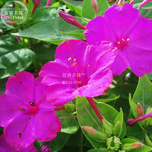 Mirabilis Jalapa Purple Four O Clock Flower 20 Seeds Marvel Of Peru A105 Garden  - $9.97