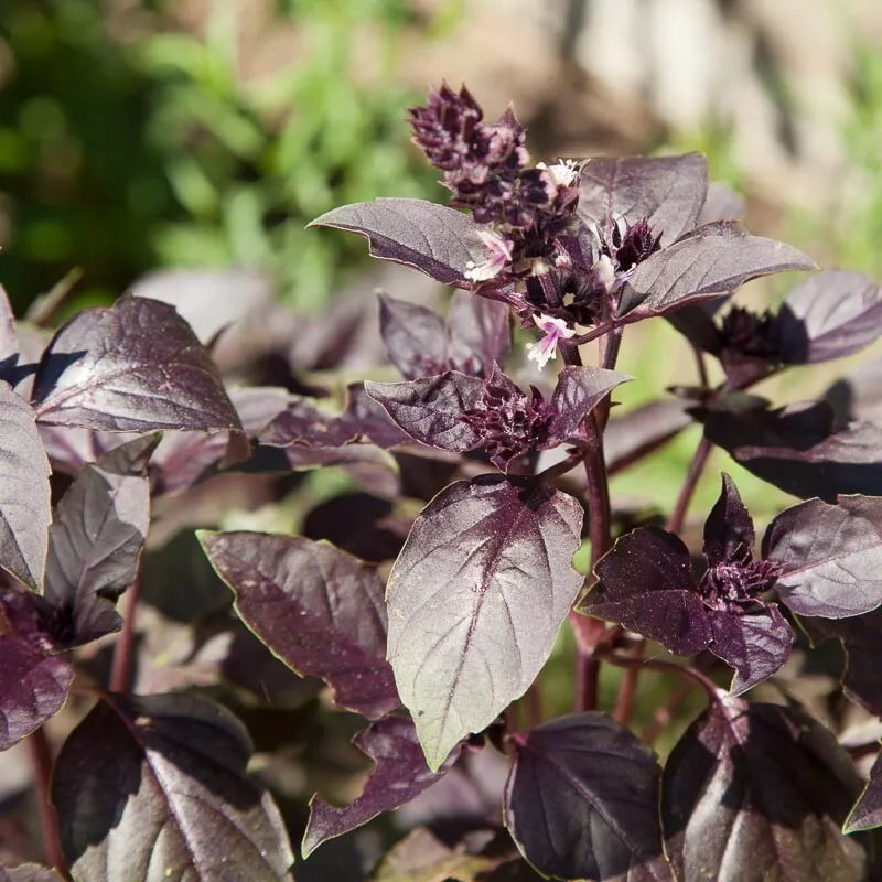 500 Dark Opal Basil Seeds Heirloom Non GMO - $4.39