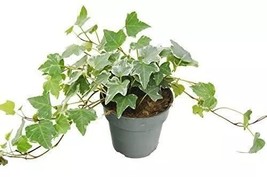 Ivy Plant English Variegated 4Inches Ivy Glacier Houseplant Pot Live Plant - $23.99