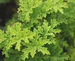 Citronella Very Hardy Easy To Grow 50 Seeds - $6.75