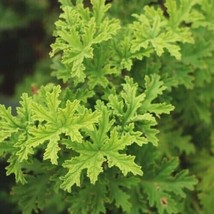 Citronella Very Hardy Easy To Grow 50 Seeds - £5.30 GBP