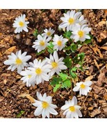 Bloodroot Live Roots 5 Pack White Flowering For Shade Garden Plant Garden - $1,097.06 MXN