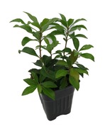 Dorothy Wycoff Lily of the Valley Shrub Pieris japonica Hardy 4&quot; Pot - $60.77 CAD